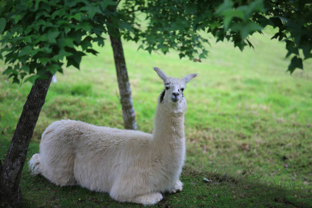 istock Alpaca family 826981038