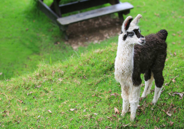 Alpaca baby with his mother
