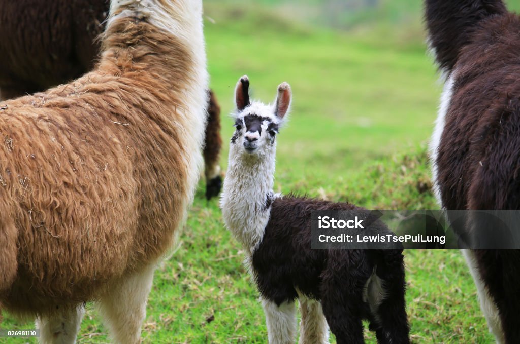 Baby alpaca con su madre - Foto de stock de Alpaca libre de derechos