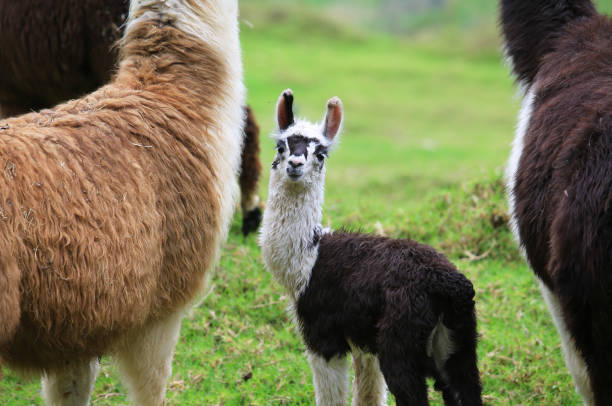 baby alpaca con su madre - alpaca fotografías e imágenes de stock