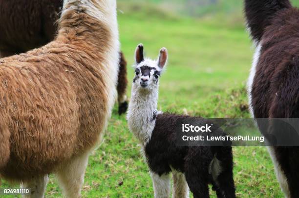 Baby Alpaca Con Su Madre Foto de stock y más banco de imágenes de Alpaca - Alpaca, Bebé, Granja
