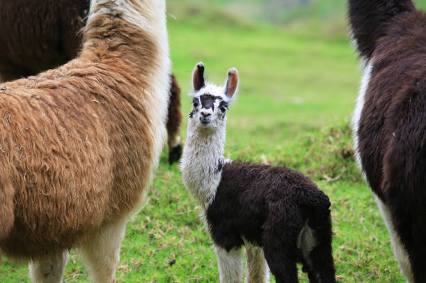 Alpaca baby with his mother stock photo