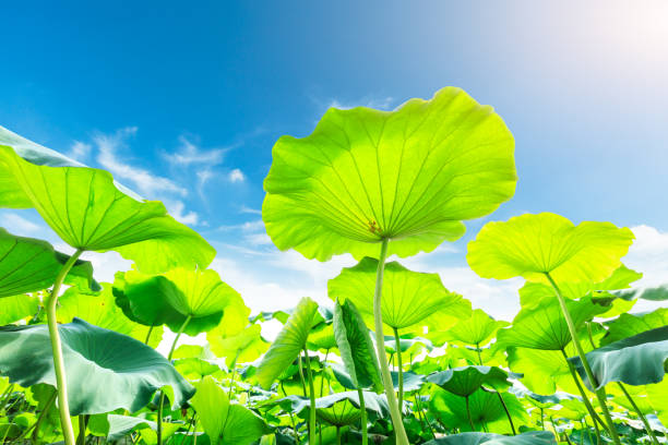 istock Green lotus leaf grows in pond 826981886