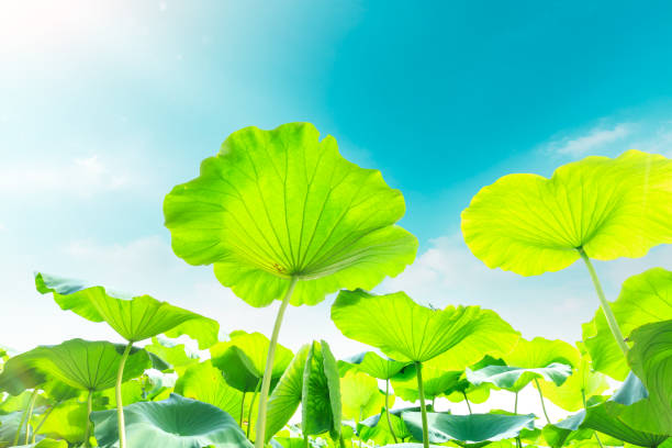 istock Green lotus leaf grows in pond 826981894