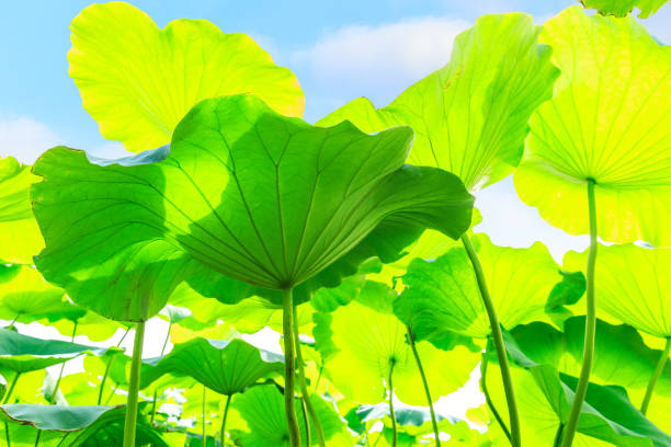 istock Green lotus leaf grows in pond 826982066