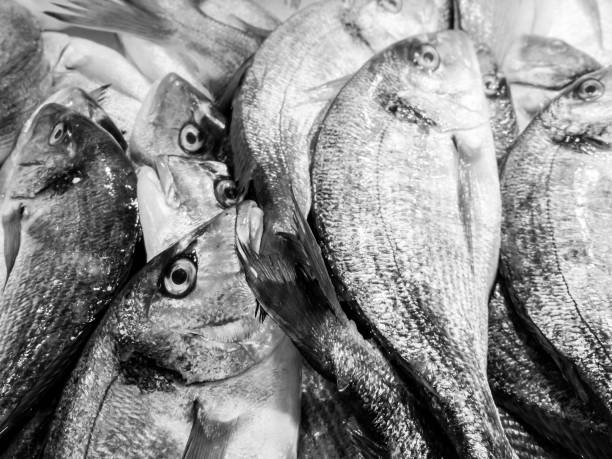 italian fresh Fish