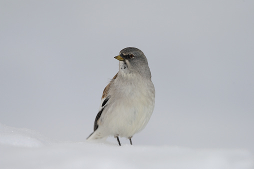 white-winged snowfinch (Montifringilla nivalis)