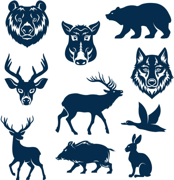 Vector icons of wild animals and birds for hunting Wild animals and birds for hunting club design templates. Vector isolated icons or grizzly bear, aper boar, wolf and hare or rabbit, deer and elk or reindeer and duck for hunter open season badge wolf illustrations stock illustrations