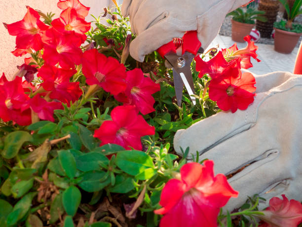 istock Gardening actions at home 826985422