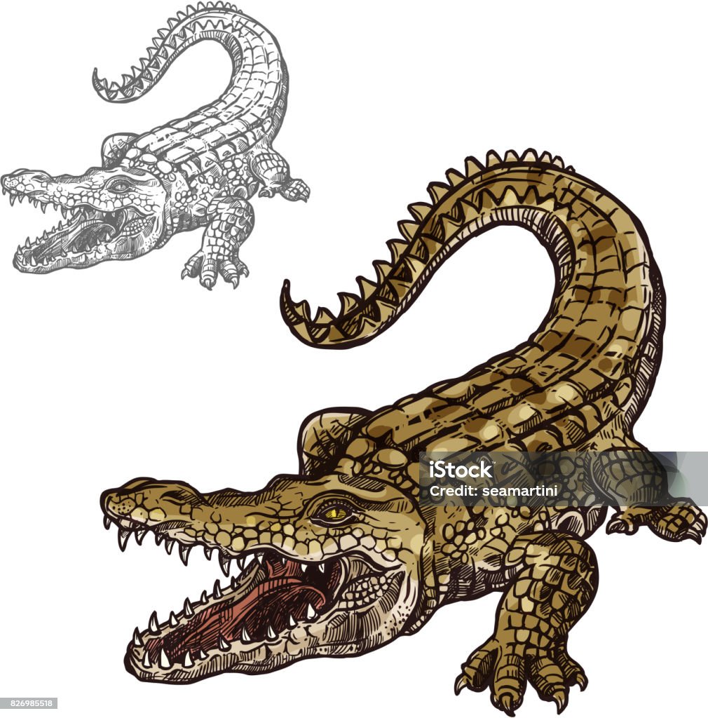 Krokodil Alligator Vektor isoliert Skizzensymbol - Lizenzfrei Alligator Vektorgrafik