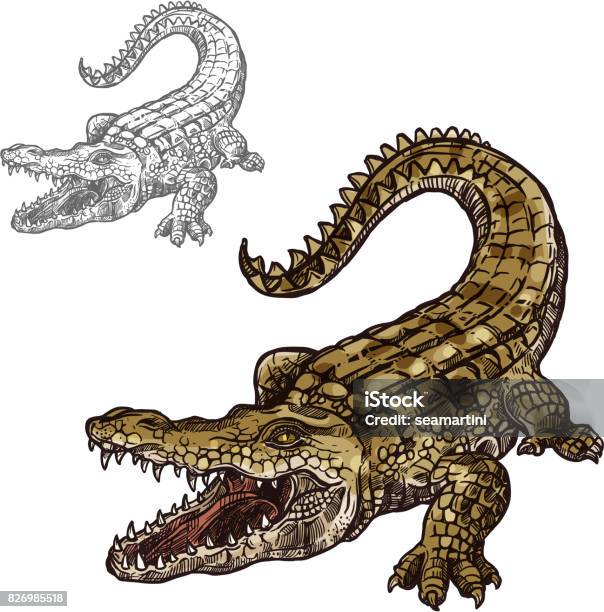 Krokodil Alligator Vektor Isoliert Skizzensymbol Stock Vektor Art und mehr Bilder von Alligator - Alligator, Echte Krokodile, Vektor