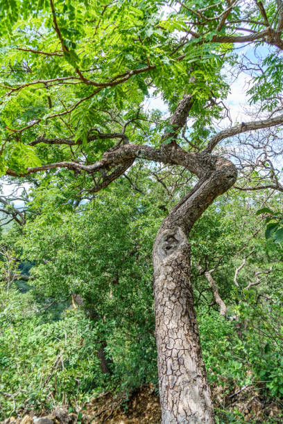 istock Tree trunk and branches in Brazilian jungle 826985800