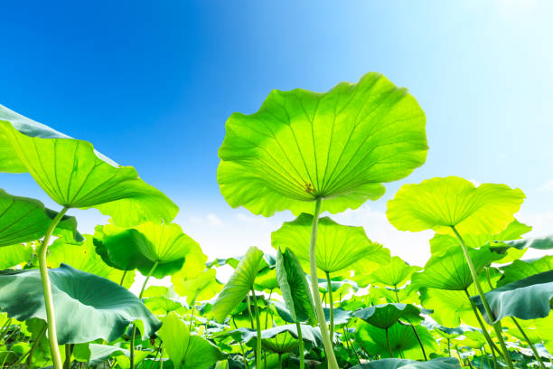 istock Green lotus leaf grows in pond 826985988