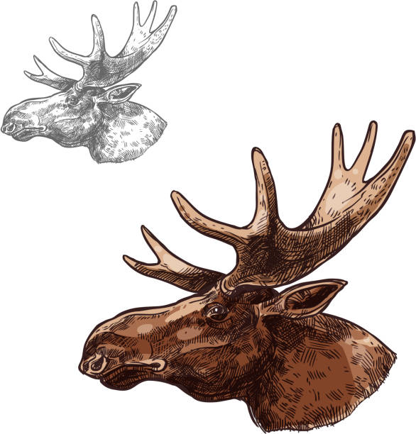 ムース エルク銃口輪郭ベクトル分離スケッチ - moose head点のイラスト素材／クリップアート素材／マンガ素材／アイコン素材