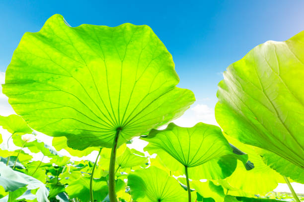 istock Green lotus leaf grows in pond 826986170