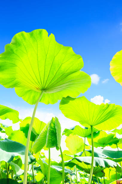 istock Green lotus leaf grows in pond 826986172