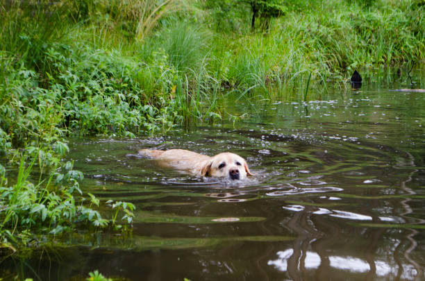 istock dogs in the lake 826989946