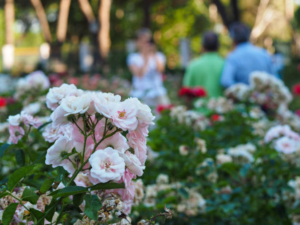 flowers with people in background in Madrid