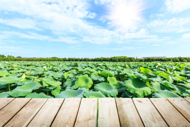 green lotus leaf and wooden platforms landscape in the lake
