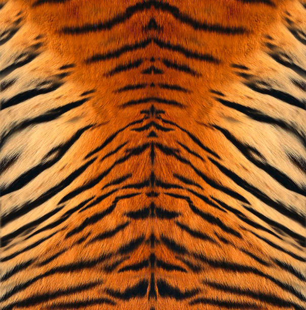 tiger leder - animal print pictures stock-fotos und bilder