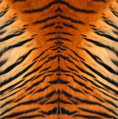 Tiger de cuero photo