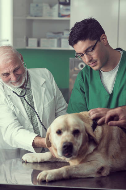 istock Young and Senior Veterinarian Working Together 826999028