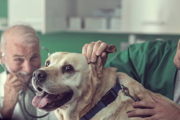istock Young and Senior Veterinarian Working Together 826999034