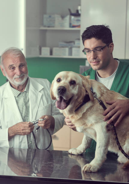istock Young and Senior Veterinarian Working Together 826999042