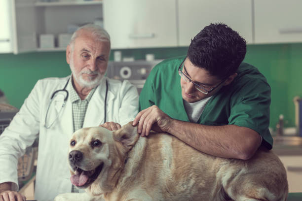 istock Young and Senior Veterinarian Working Together 826999050