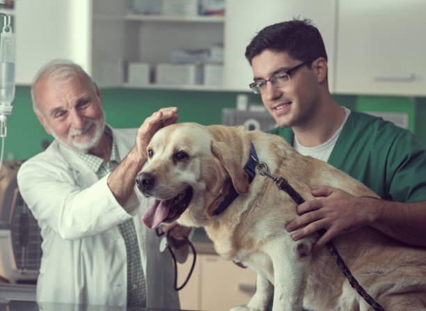 Young and Senior Veterinarian Working Together stock photo
