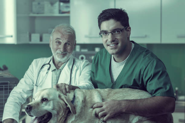 istock Young and Senior Veterinarian Working Together 826999056