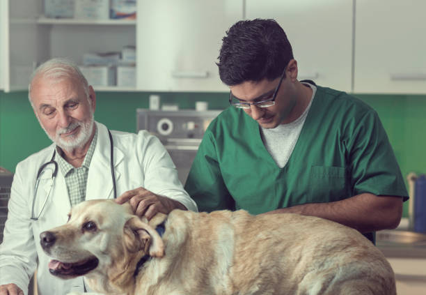 istock Young and Senior Veterinarian Working Together 826999060