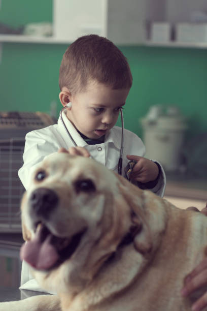 istock Young Boy Playing a Veterinarian at the Vet's Office 826999084