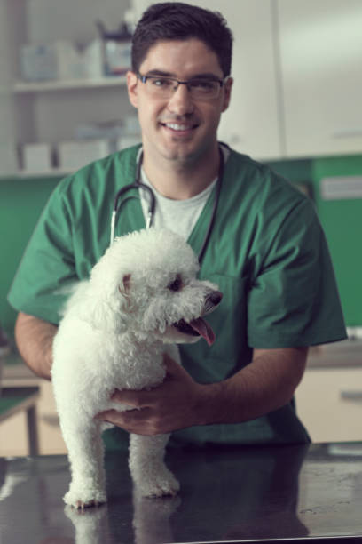 istock Veterinarian Examining a Bichon Dog 826999354