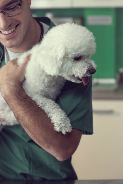 istock Veterinarian Examining a Bichon Dog 826999358