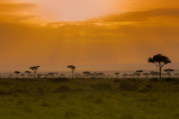 istock Masai Mara Sunrise 826999712