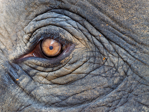 elephant eye in Koh Chang, Thailand