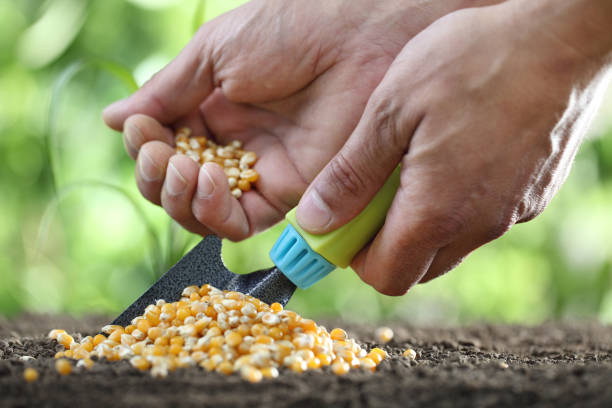 istock concept of seeding, hands with tool and corn seeds on soil, close up 827000744