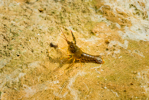 crayfish in dry river bed