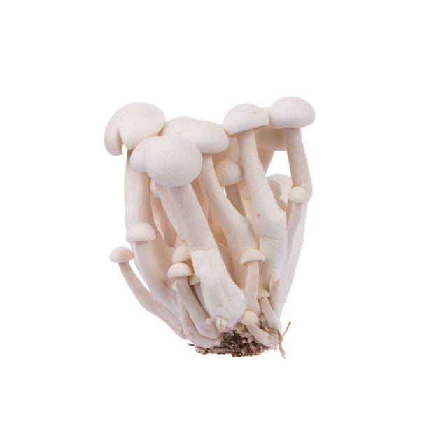 istock white shimeji mushrooms isolated on white background 827003134