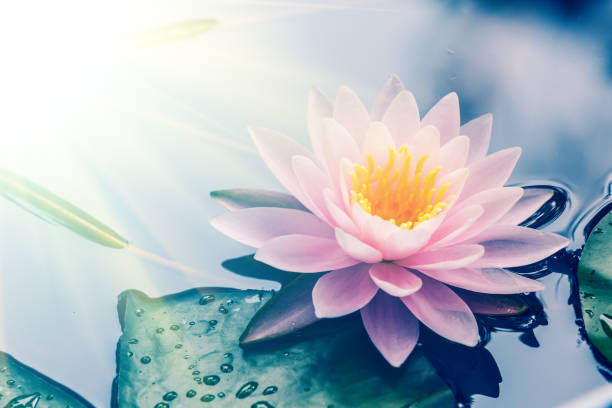 istock waterlily blooming in the pond 827003356