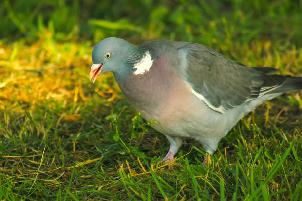 istock wood pigeon in spring grass, wild birds 827003782
