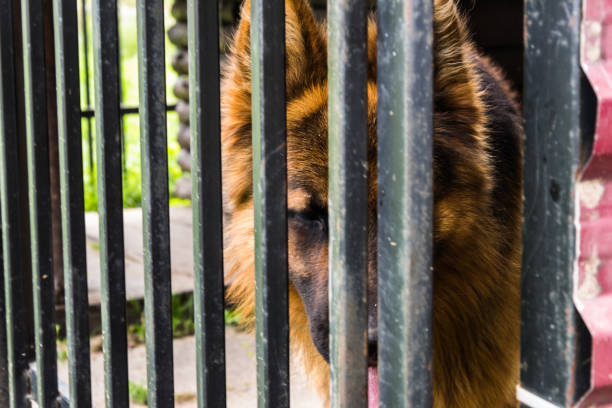 istock german shepherd in dog shelter. behinde the bars 827003972