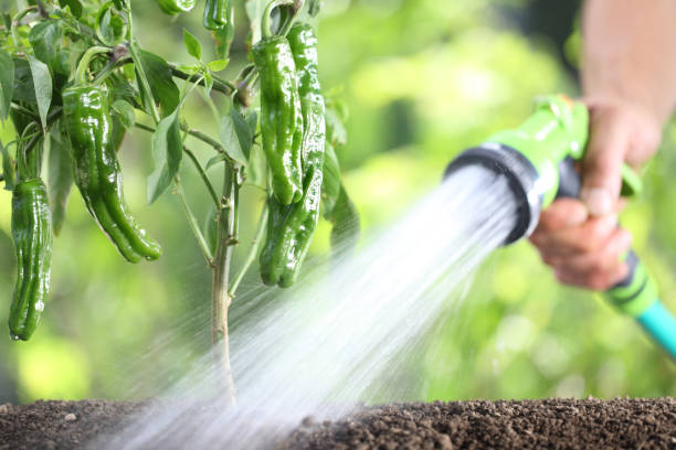 la main d’arrosage des plantes. poivrons verts dans le potager. gros plan - pouring growth can water photos et images de collection