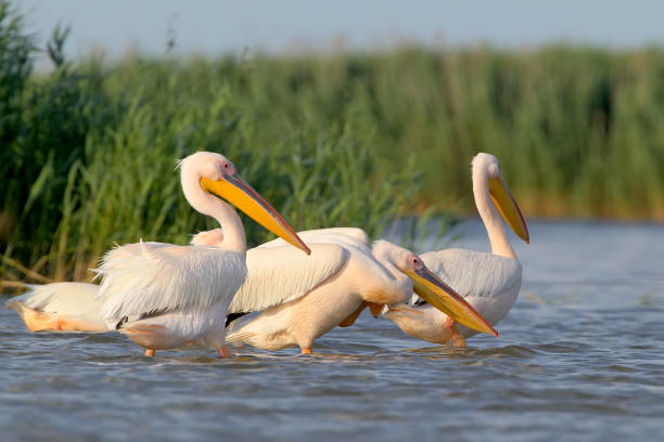istock A variety of pelicans from Danube delta. 827006246