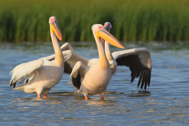 istock A variety of pelicans from Danube delta. 827006260