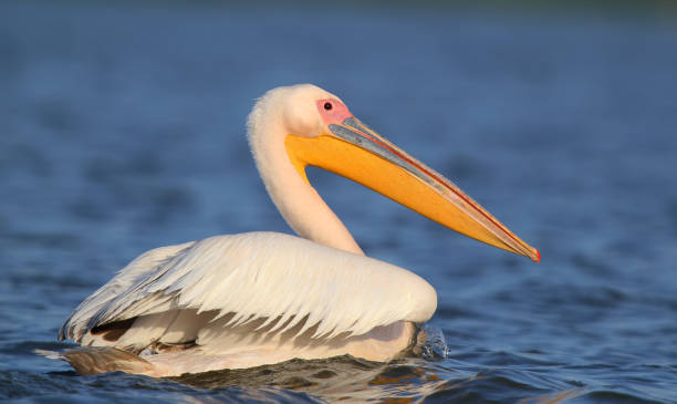 istock A variety of pelicans from Danube delta. 827006286