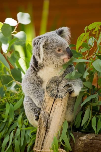 koala (phascolarctos cinereus) - downunder fotografías e imágenes de stock