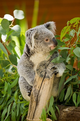 Koala (Phascolarctos cinereus) spotted outdoors in the wild
