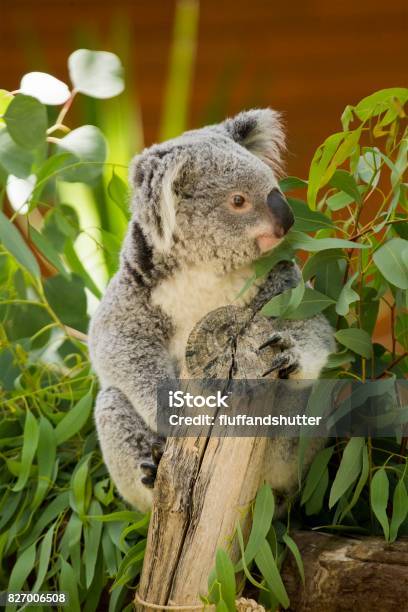 Koala Stock Photo - Download Image Now - Koala, Baby - Human Age, Australia